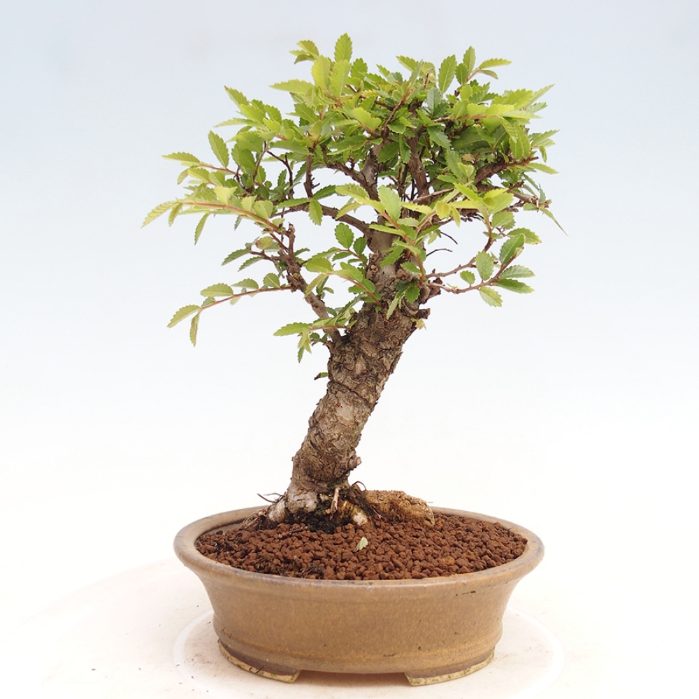 Venkovní bonsai - Zelkova - Zelkova NIRE