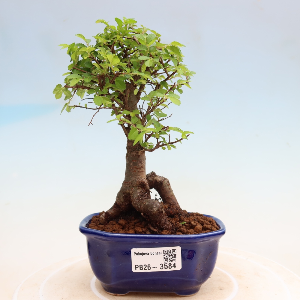 Pokojová bonsai - Ulmus parvifolia - Malolistý jilm