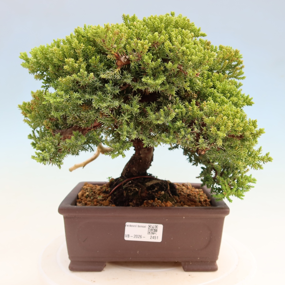 Venkovní bonsai - Juniperus procumbens - Jalovec polehavý