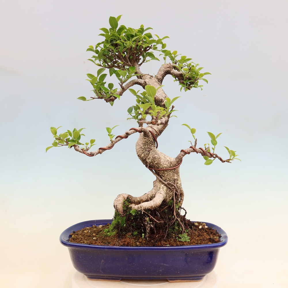 Pokojová bonsai - Ficus kimmen -  malolistý fíkus