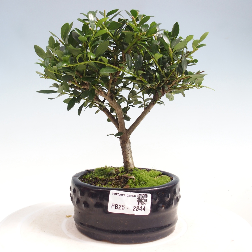 Pokojová bonsai - Ilex crenata - Cesmína