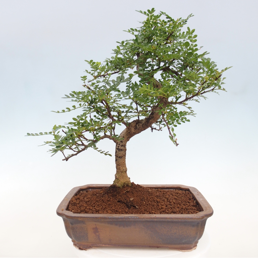 Pokojová bonsai - Zantoxylum piperitum - pepřovník