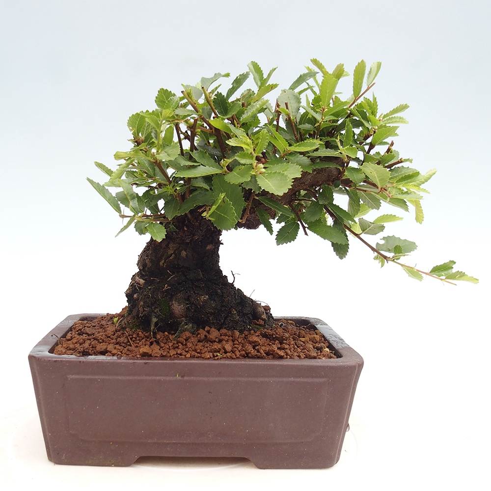 Venkovní bonsai - Zelkova - Zelkova NIRE