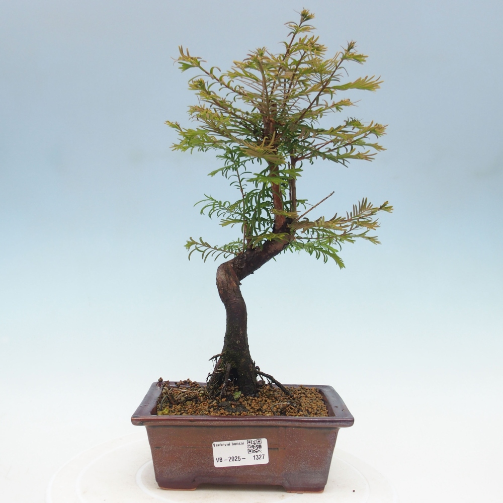 Venkovní bonsai - Metasequoia glyptostroboides - Metasekvoje čínská