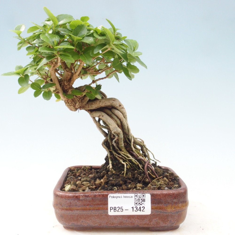 Pokojová bonsai - Premna serratifolia  - Kozlovoň malolistá