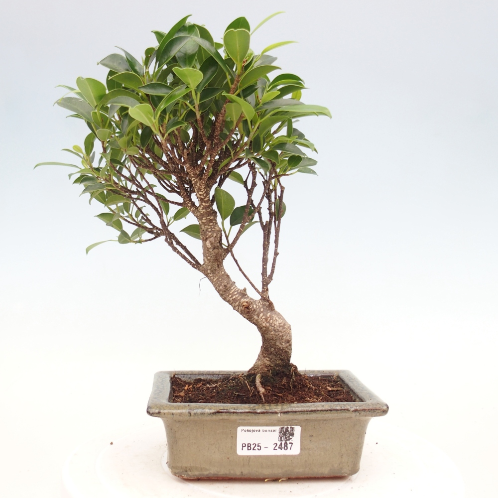 Pokojová bonsai - Ficus retusa -  malolistý fíkus
