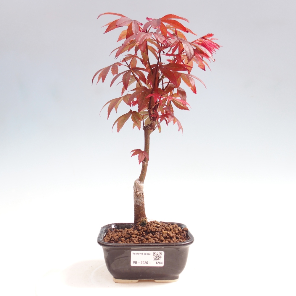 Venkovní bonsai - Acer palm. Atropurpureum-Javor dlanitolistý