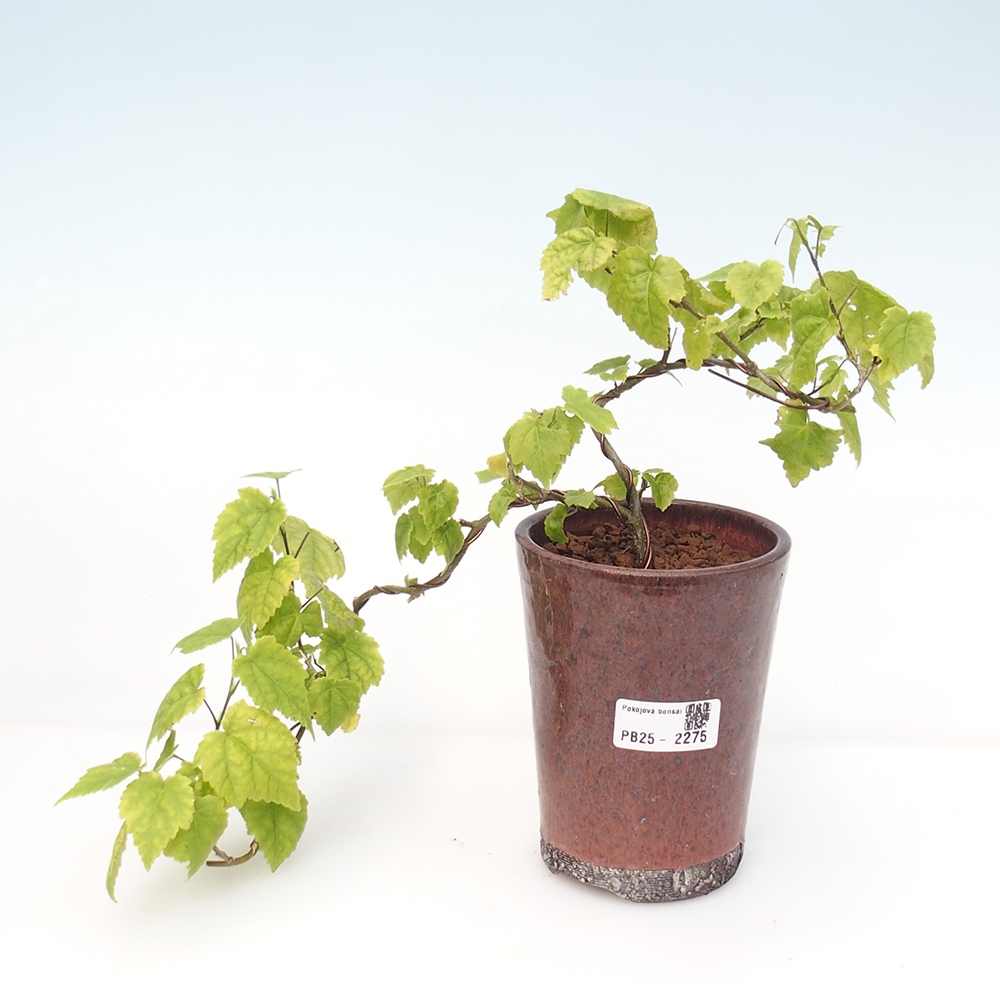 Pokojová bonsai - Abutilon Big Bell - Mračňák poříční