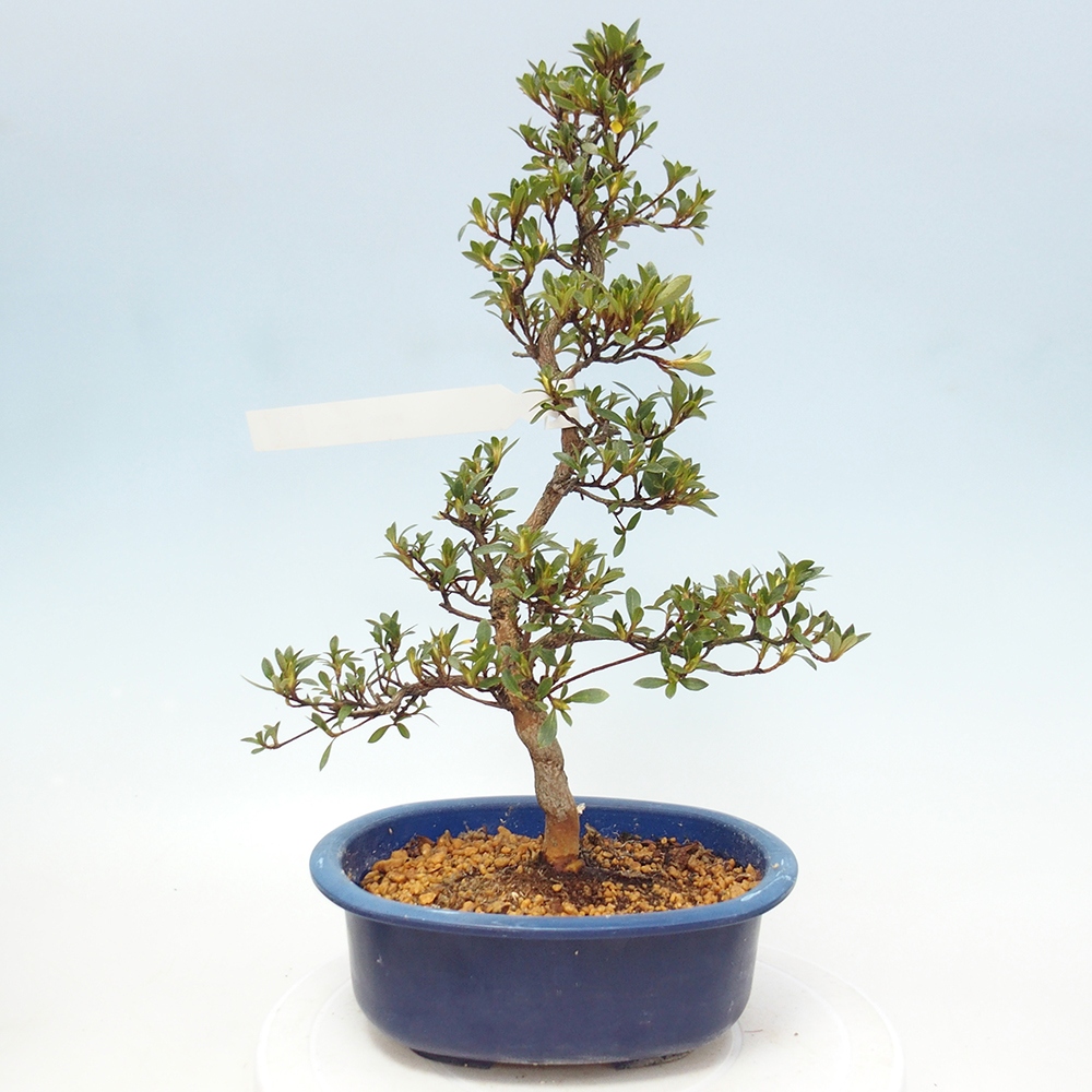 Venkovní bonsai - Japonská azalka - Azalea Nasuno