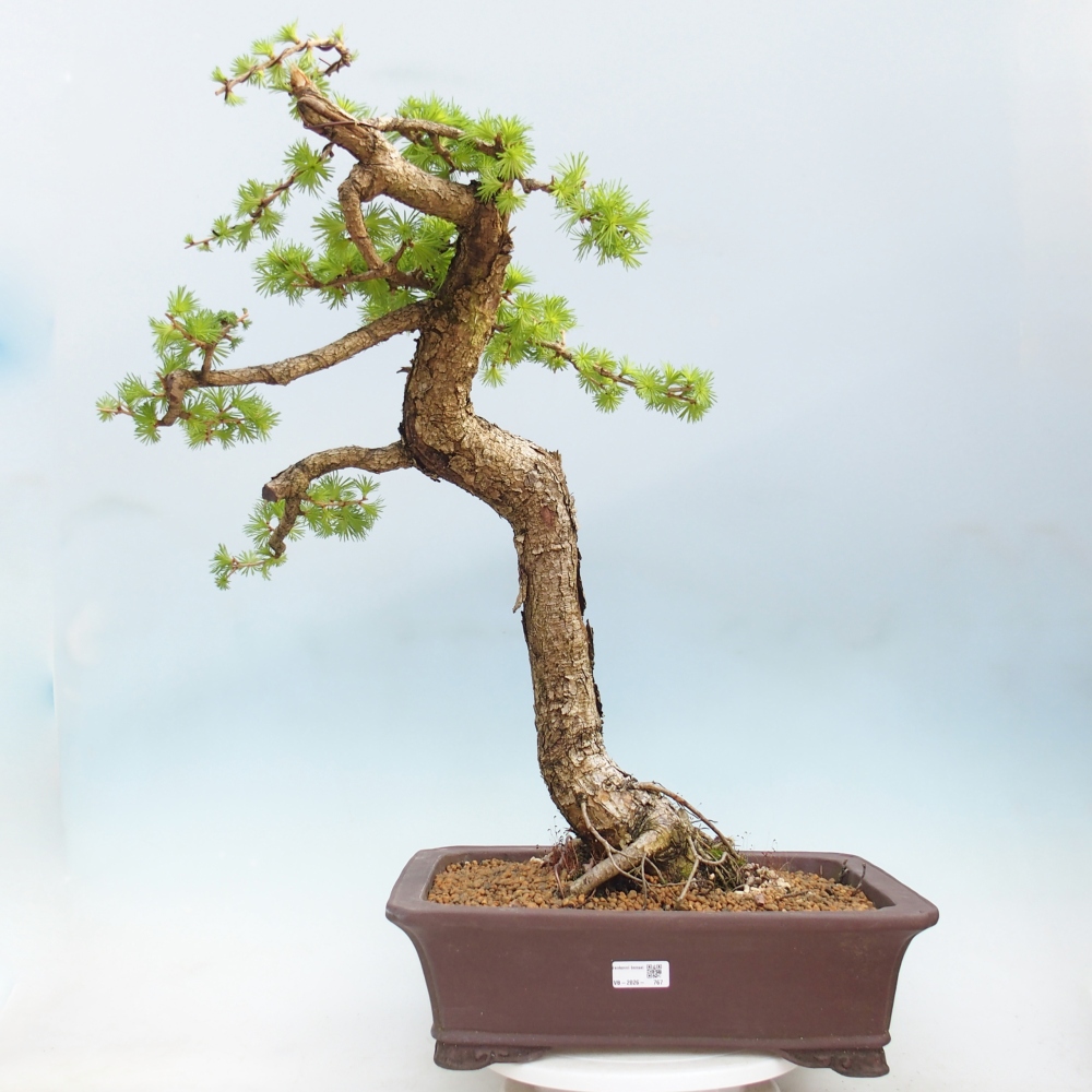 Venkovní bonsai -Larix decidua - Modřín opadavý 