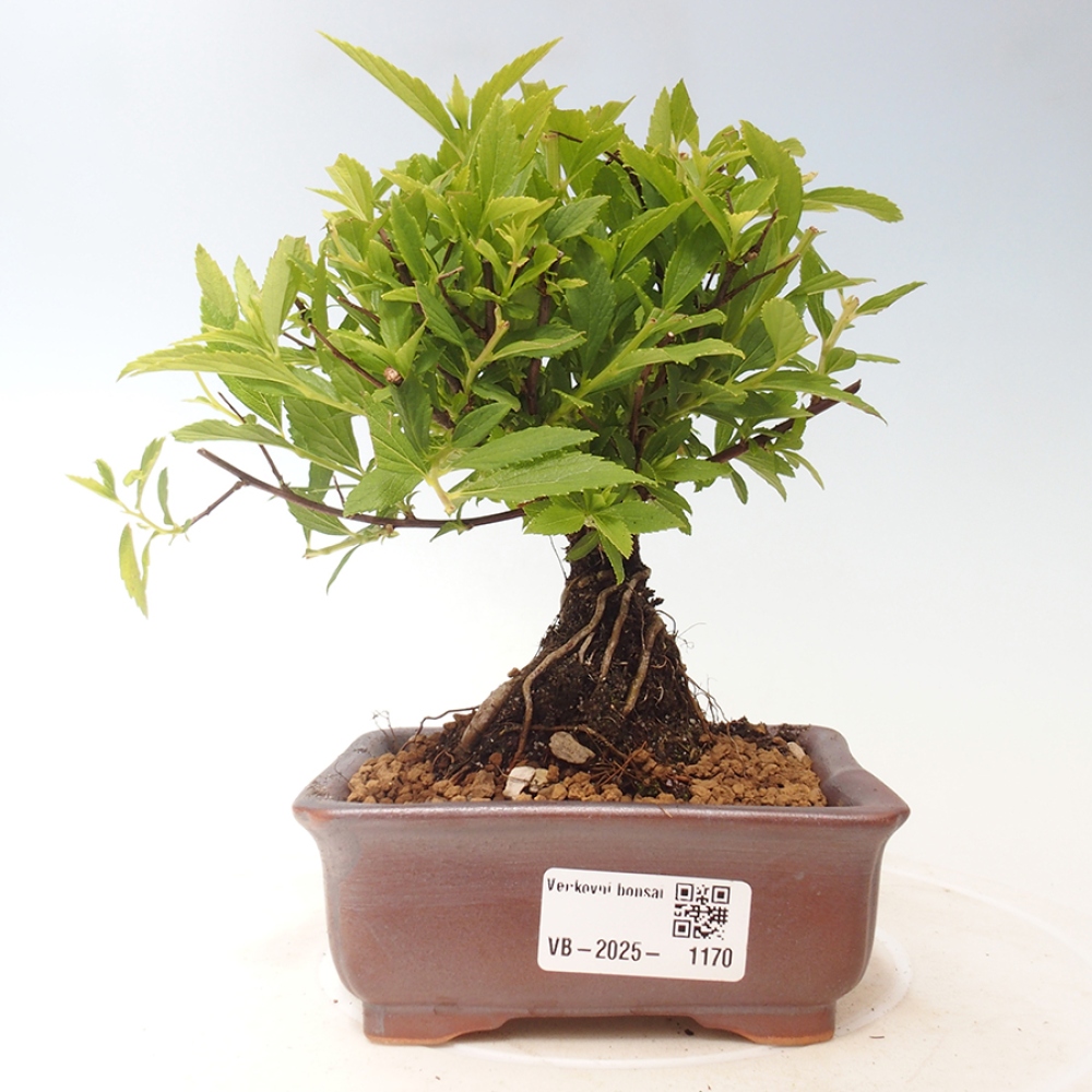 Venkovní bonsai -malolistý tavolník - Spirea japonica GENPSI