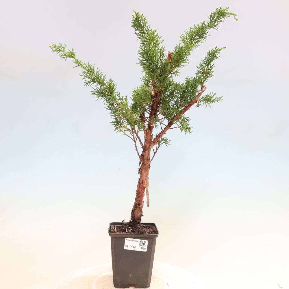 Venkovní bonsai - Juniperus chinensis Kishu -Jalovec čínský