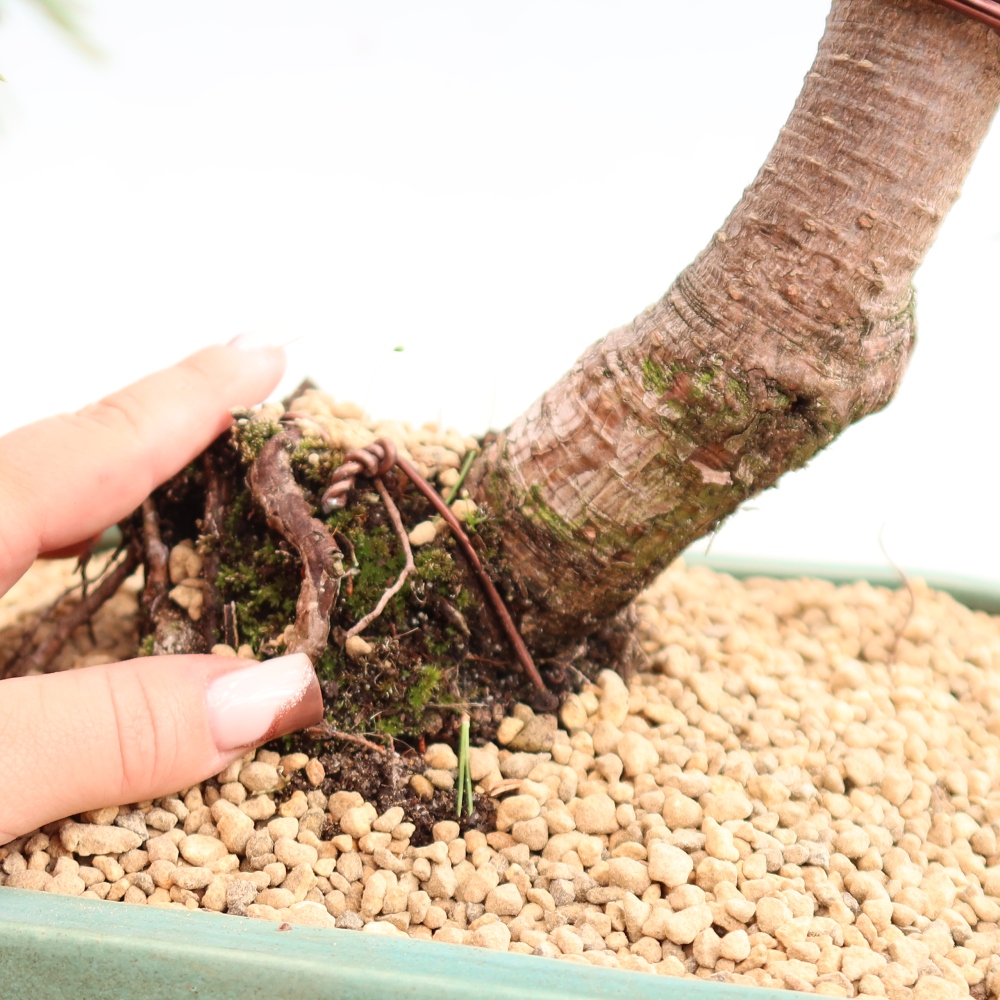 Venkovní bonsai - Pinus mugo Humpy  - Borovice kleč