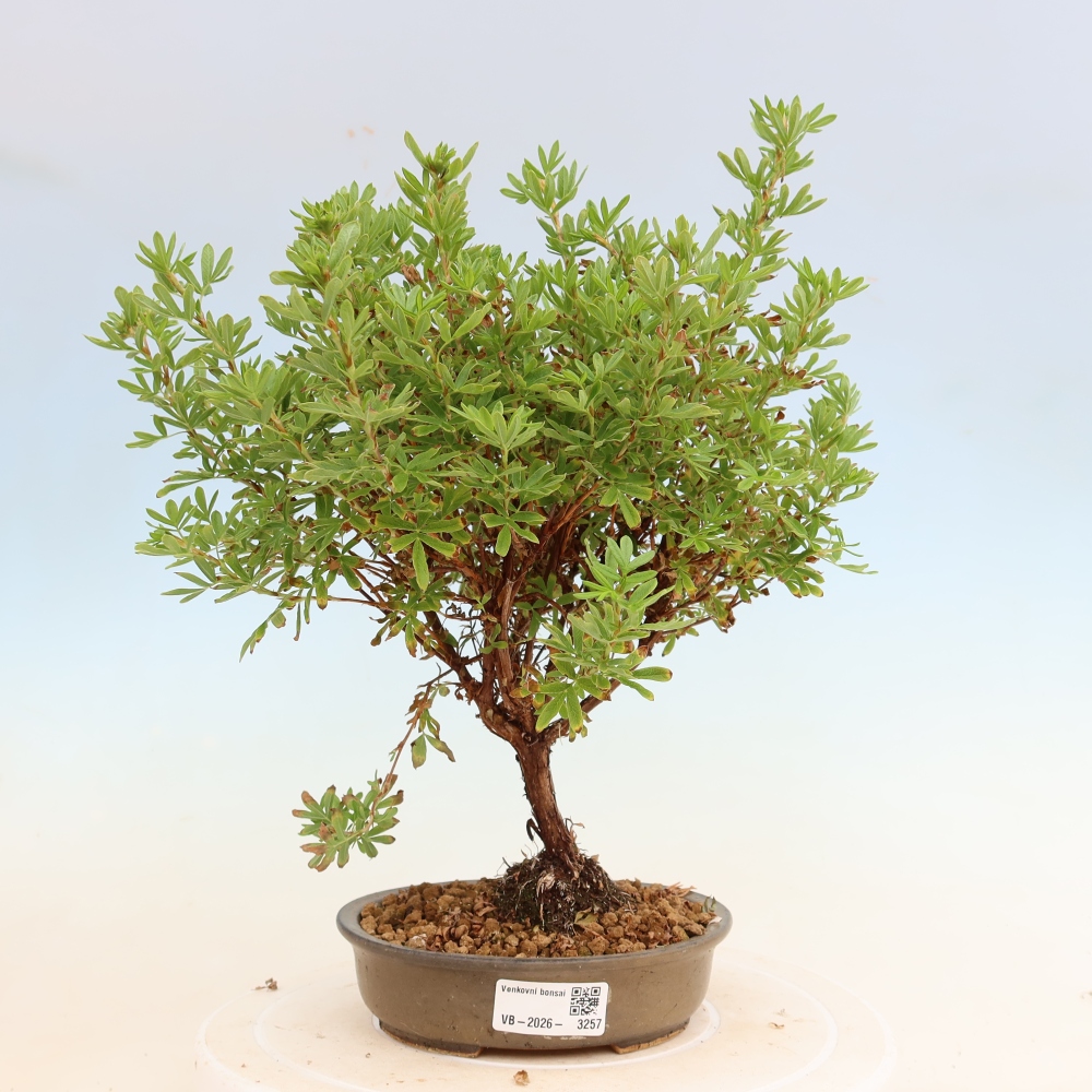 Venkovní bonsai-Mochna křovitá - Potentila fruticosa Bellissima