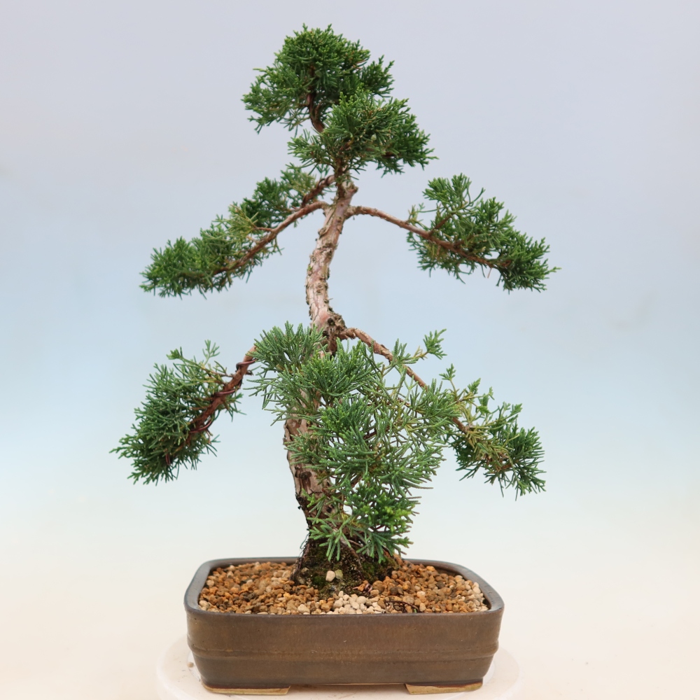 Venkovní bonsai - Juniperus chinensis Kishu -Jalovec čínský