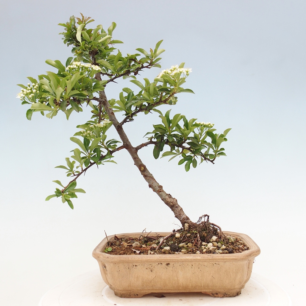 Venkovní bonsai-Pyracanta Teton -Hlohyně