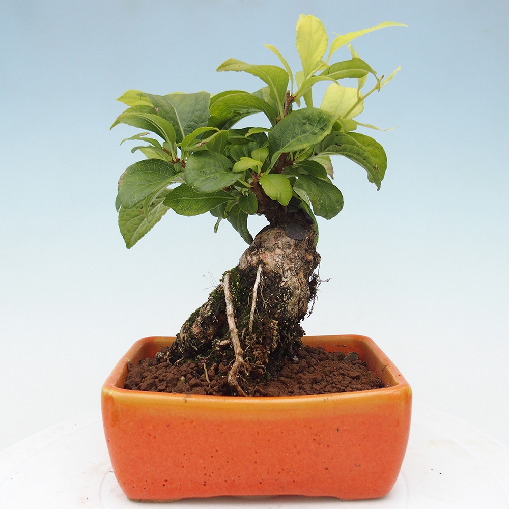 Venkovní bonsai - Celastrus  orbiculatus - Jesenec okrouhlolistý
