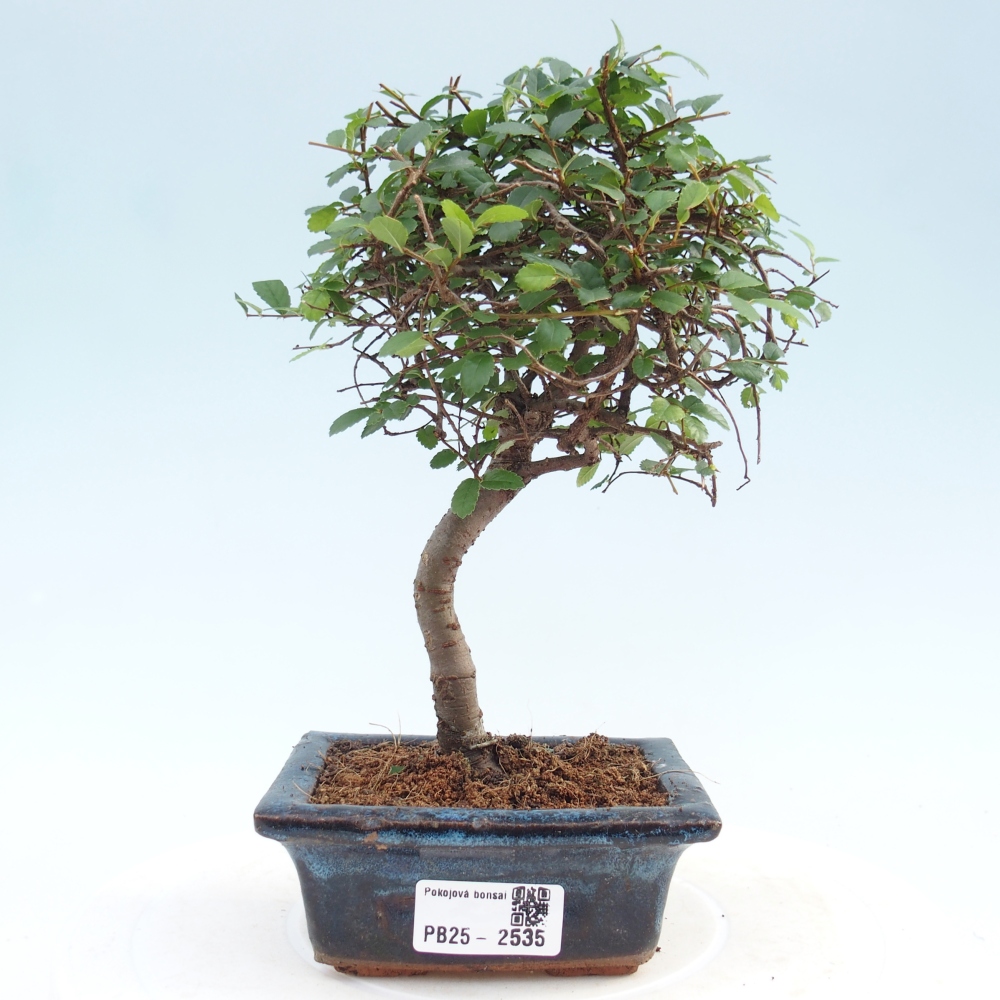 Pokojová bonsai - Ulmus parvifolia - Malolistý jilm