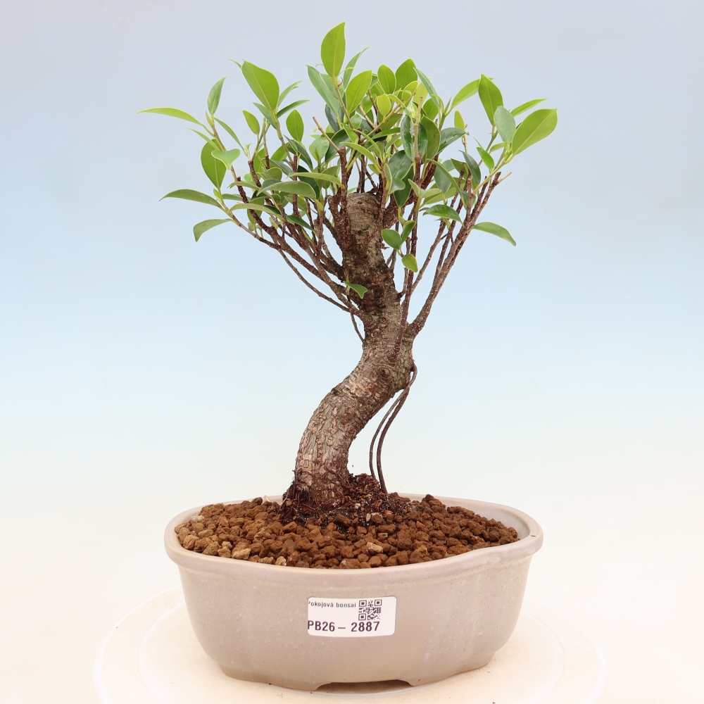 Pokojová bonsai - Ficus kimmen -  malolistý fíkus