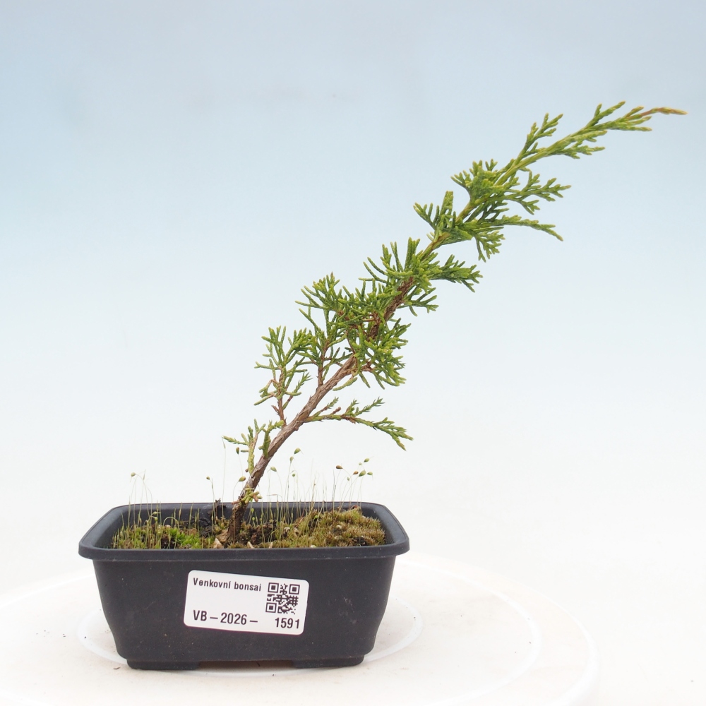 Venkovní bonsai - Juniperus chinensis Itoigawa -Jalovec čínský