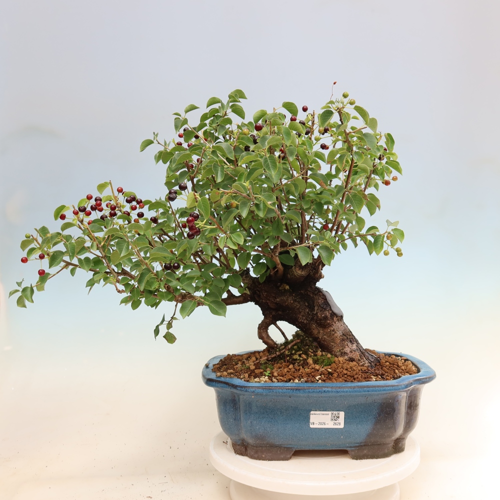Venkovní bonsai - Mahalebka - Prunus mahaleb