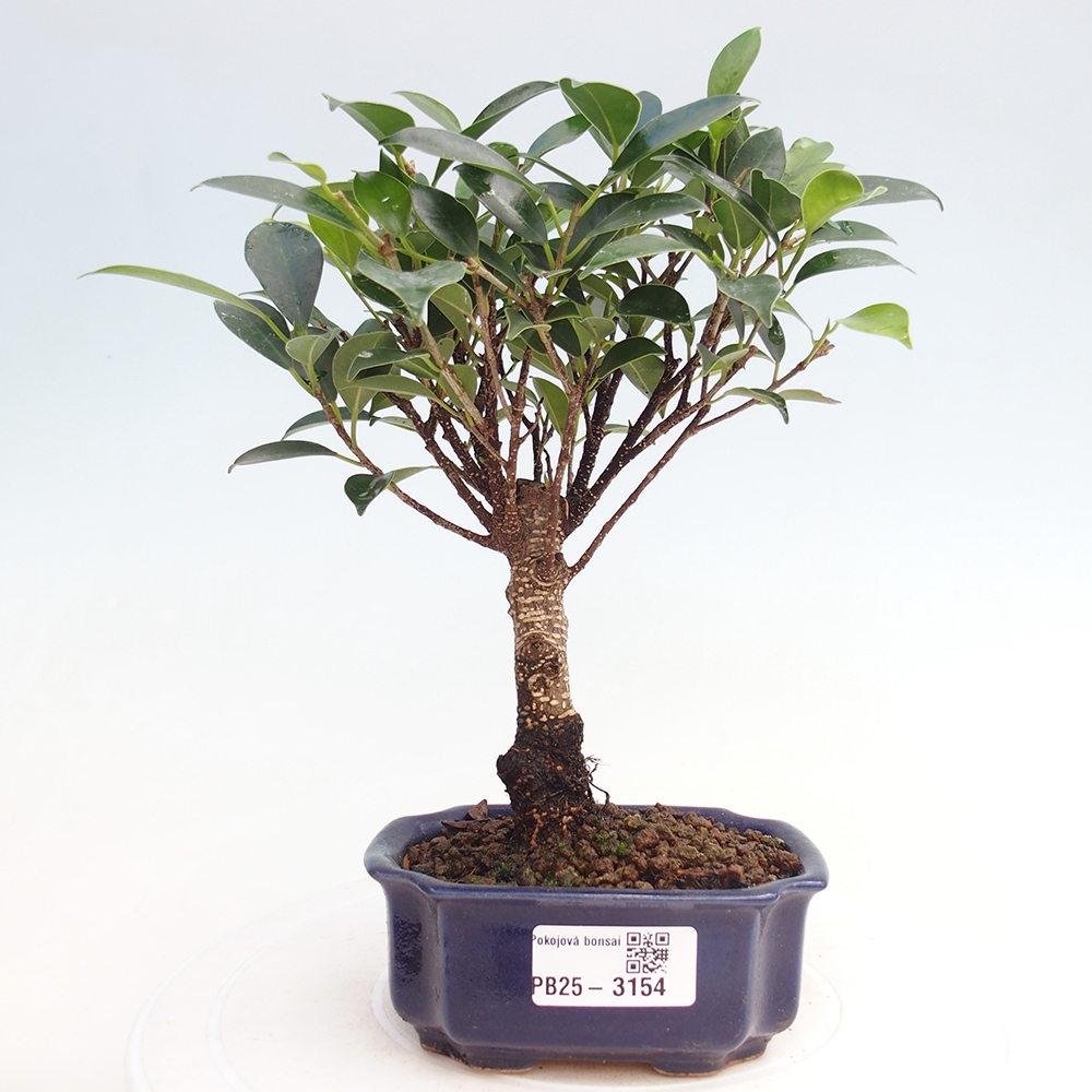 Pokojová bonsai Ficus retusa kimmen