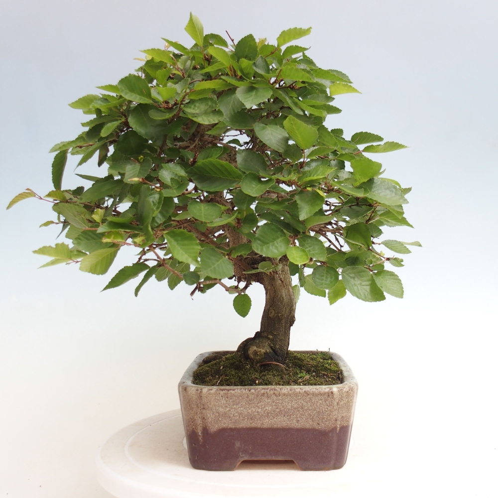 Venkovní bonsai -Carpinus CARPINOIDES - Habr korejský