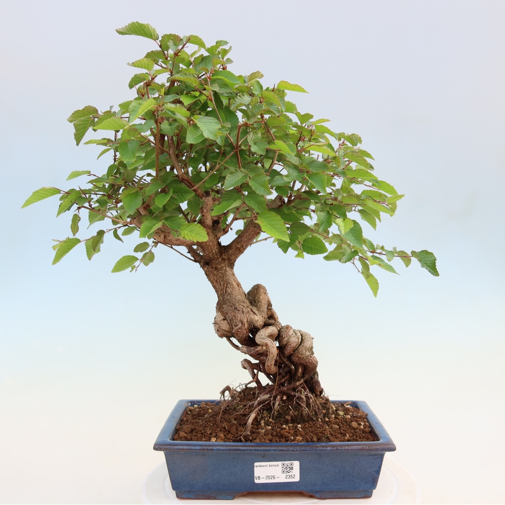 Venkovní bonsai -Carpinus coreana - Habr korejský