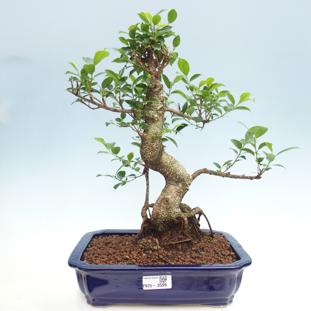 Pokojová bonsai - Ficus kimmen -  malolistý fíkus