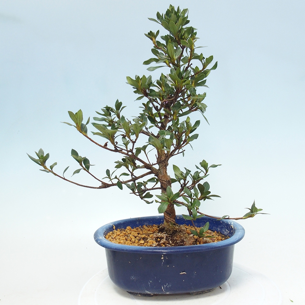 Venkovní bonsai - Japonská azalka - Azalea Shinsei