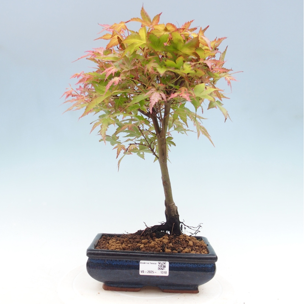 Javor dlanitolistý - Acer palmatum Beni Tsukasa