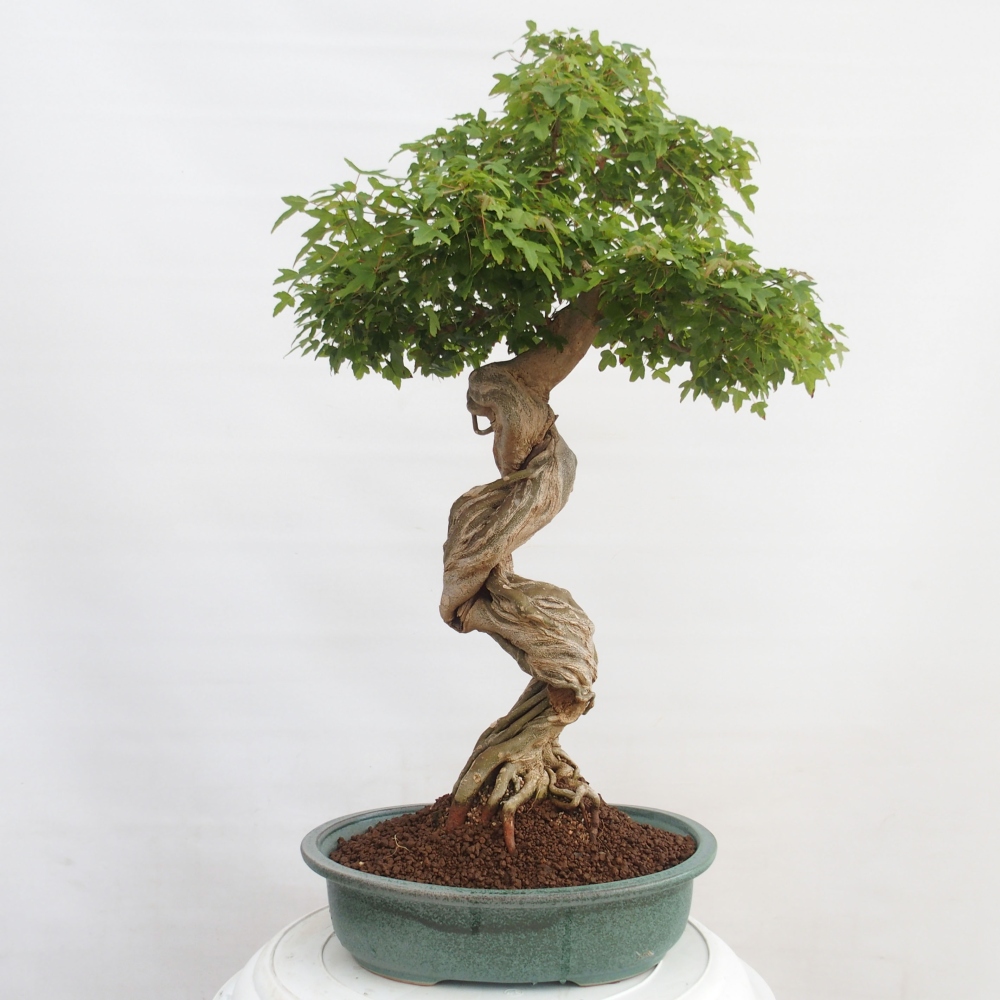 Venkovní bonsai - Acer Buergerianum - Javor Burgerův
