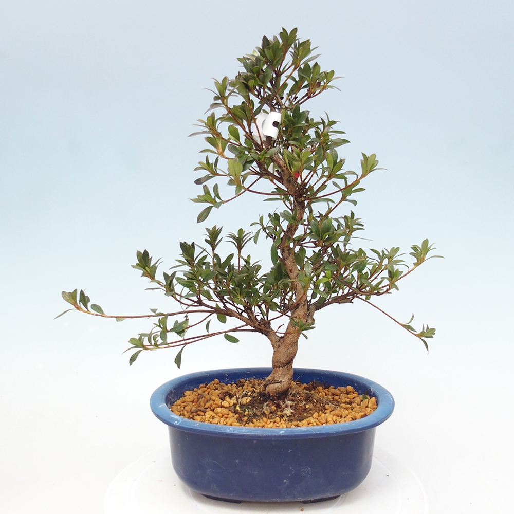 Venkovní bonsai - Japonská azalka - Azalea Beniko