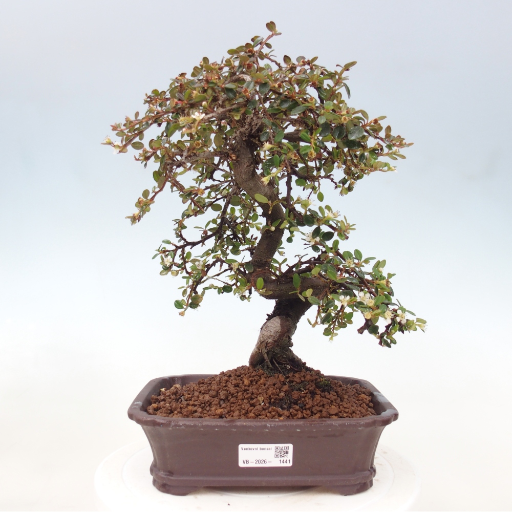 Venkovní bonsai-Cotoneaster dammeri - Skalník Damerův