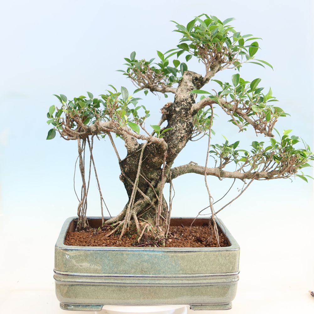 Pokojová bonsai - Ficus kimmen -  malolistý fíkus
