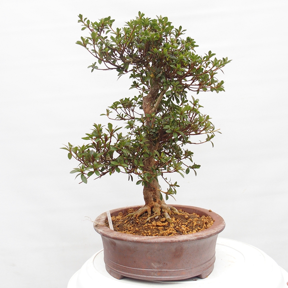 Venkovní bonsai - Japonská azalka - Azalea Hanatsuzuri