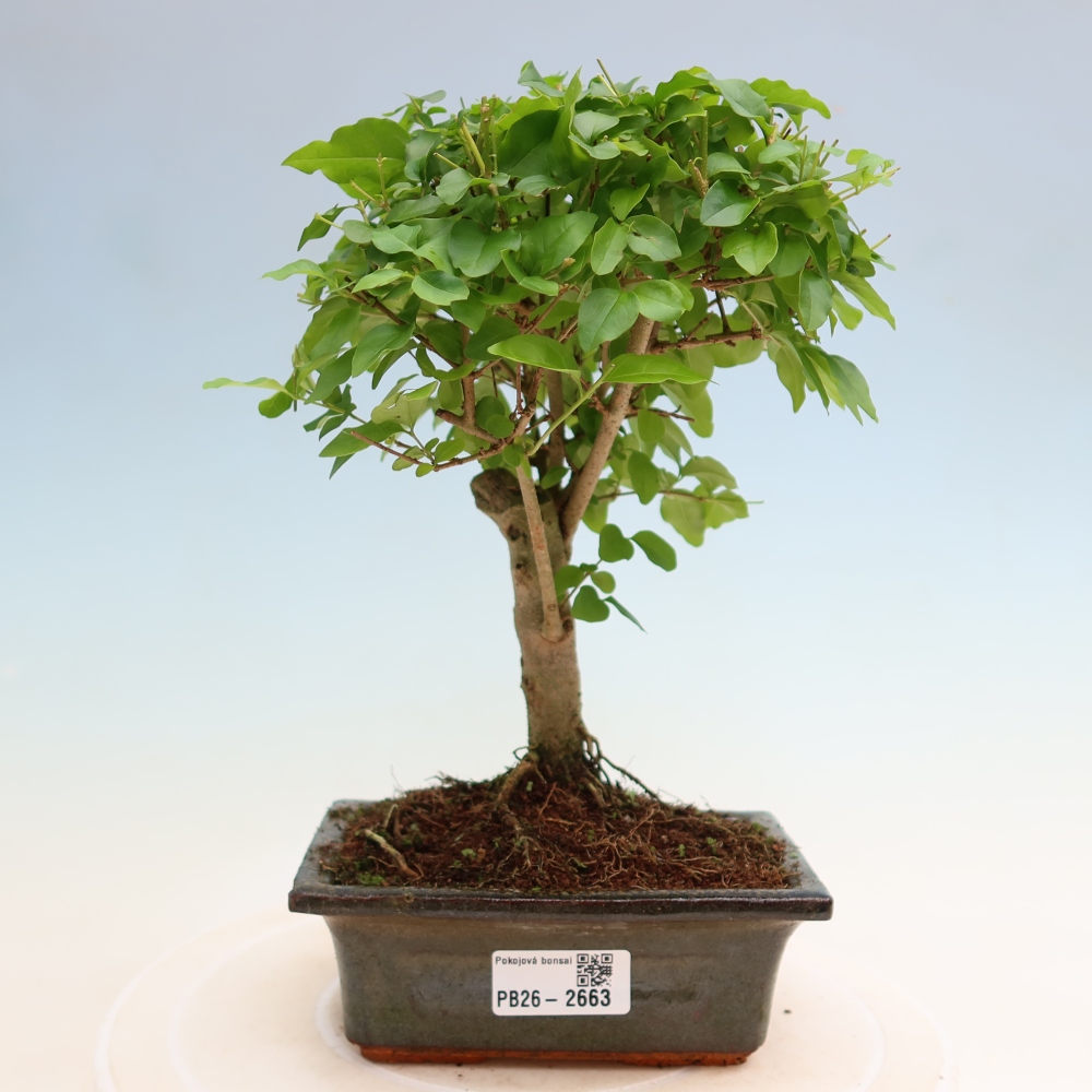 Pokojová bonsai -Ligustrum chinensis - Ptačí zob