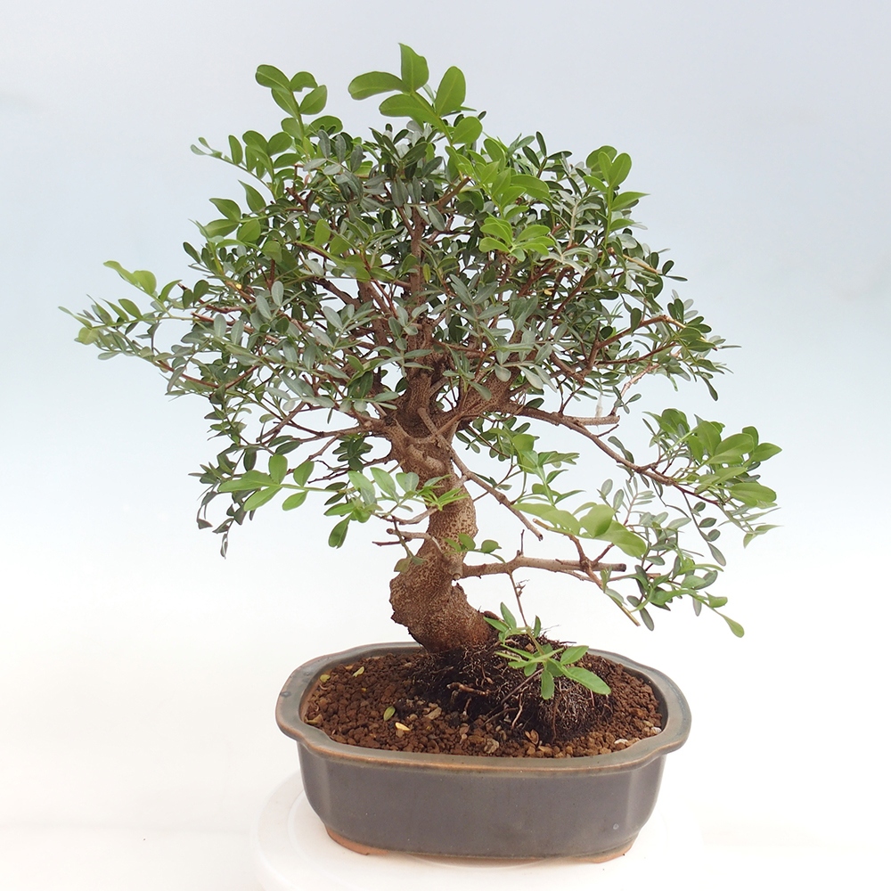 Pokojová bonsai -  Pistácie