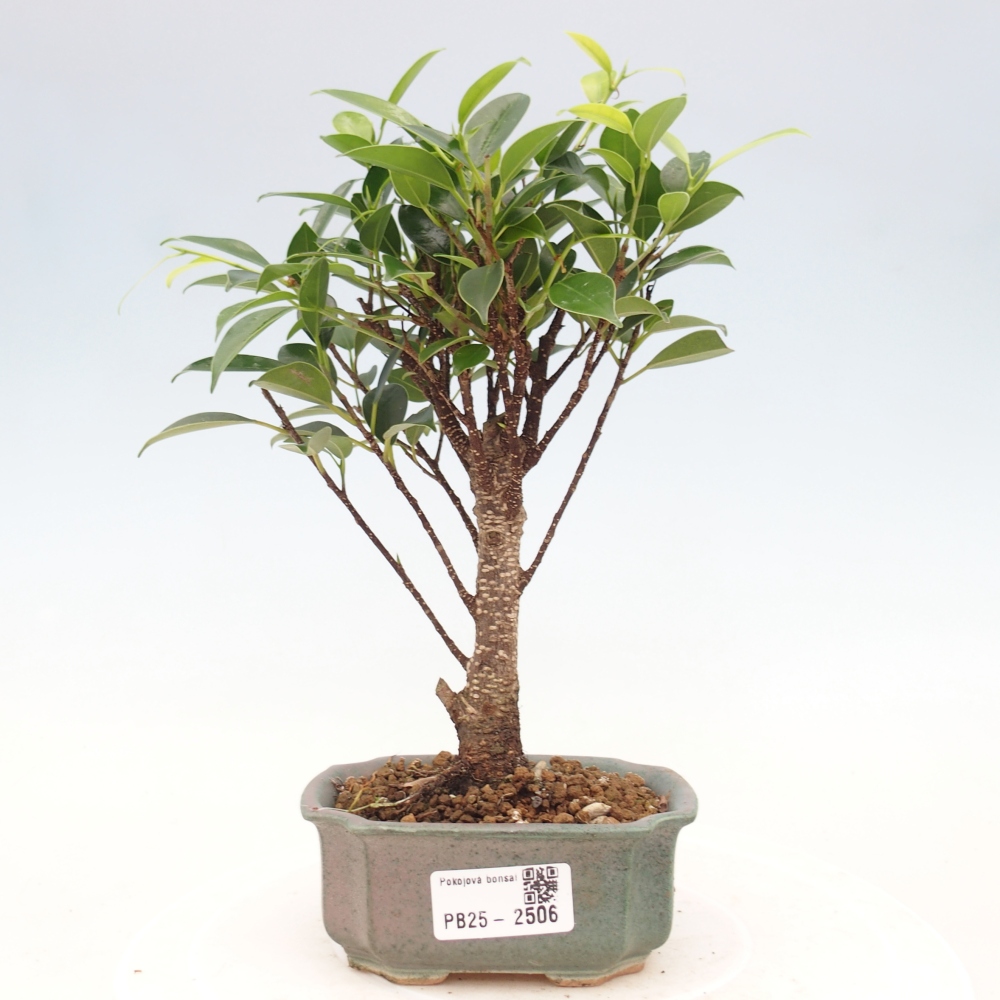 Pokojová bonsai Ficus retusa kimmen