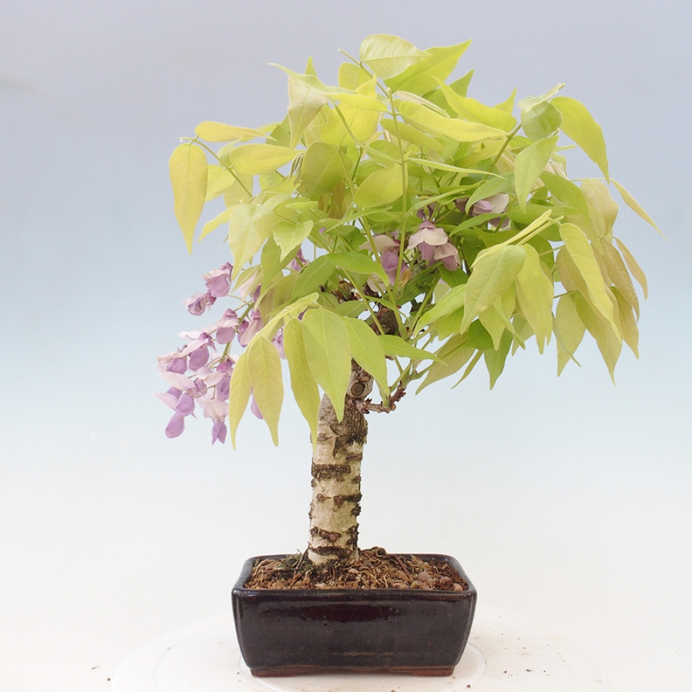 Venkovní bonsai - Vistarie květnatá - Wisteria floribunda