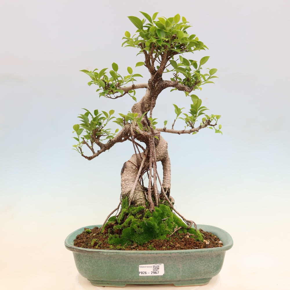 Pokojová bonsai - Ficus kimmen -  malolistý fíkus