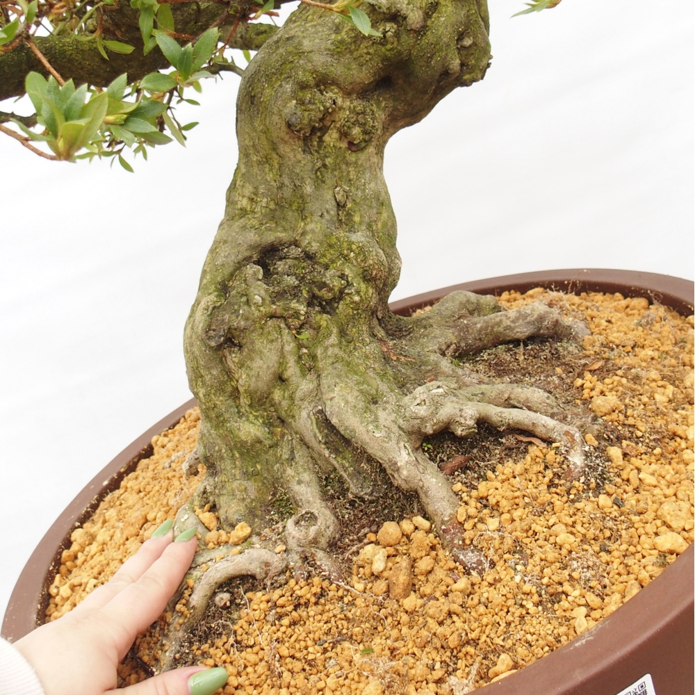 Venkovní bonsai - Japonská azalka - Azalea Kotobukietsu