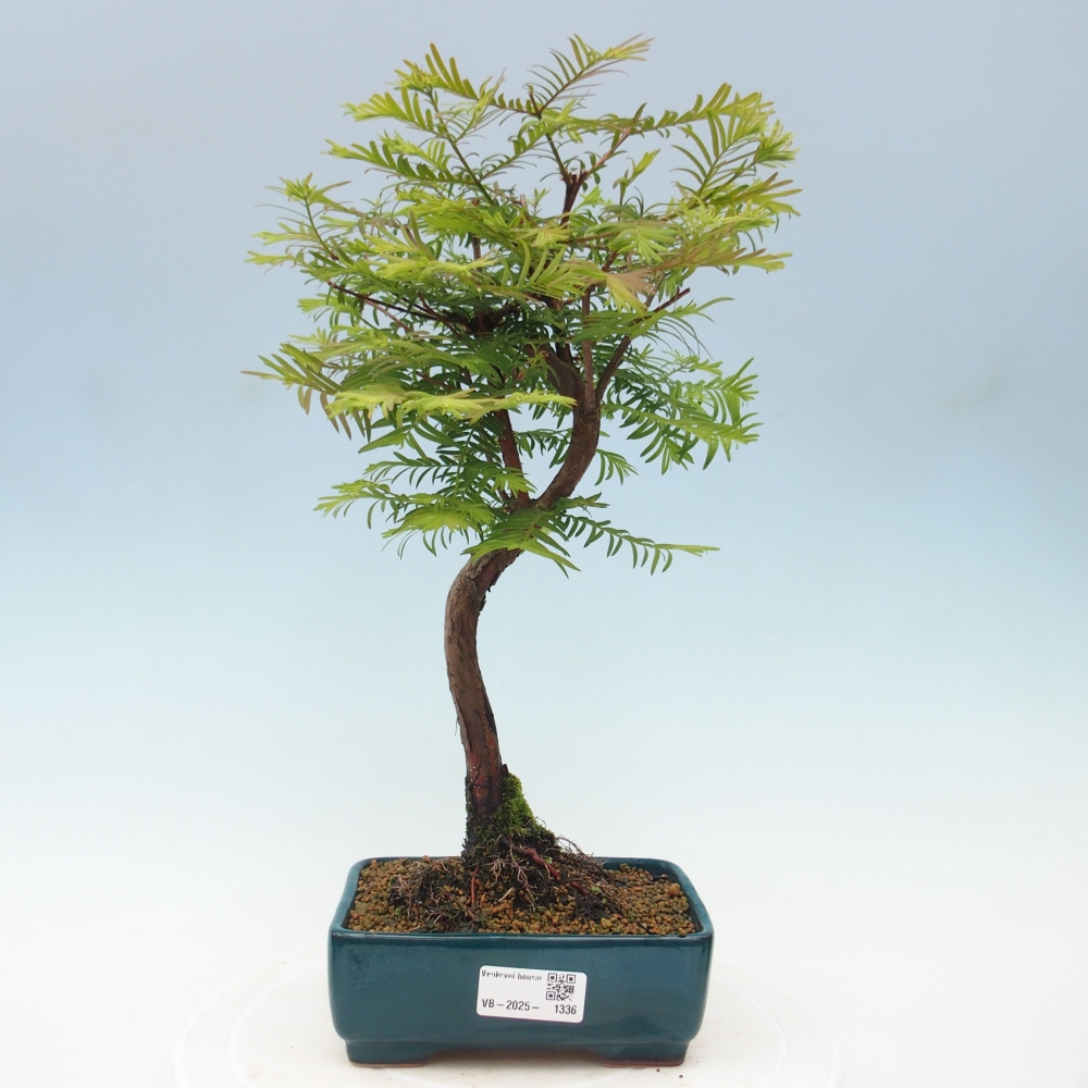 Venkovní bonsai - Metasequoia glyptostroboides - Metasekvoje čínská