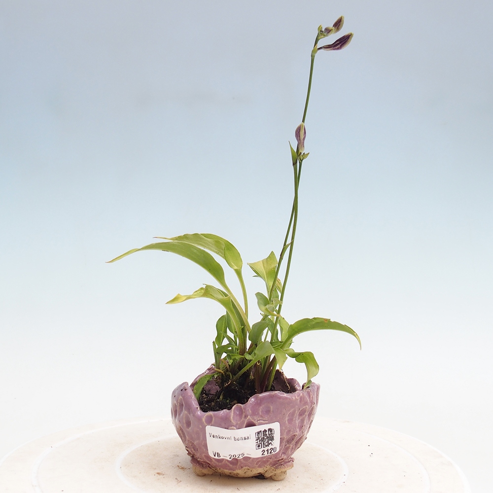 Venkovní bonsai - Mini Hosta - Bohyška