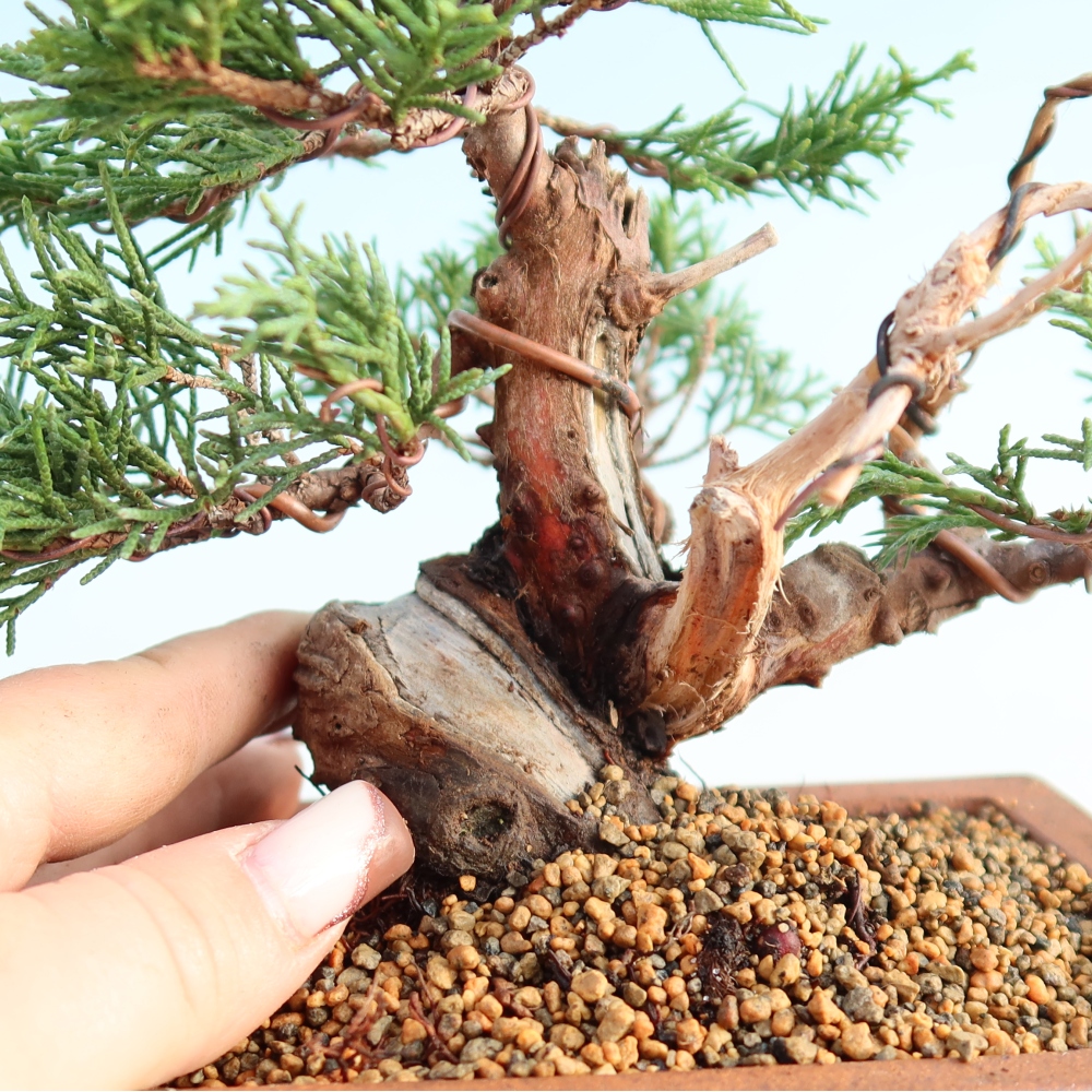 Venkovní bonsai - Juniperus chinensis Itoigawa -Jalovec čínský