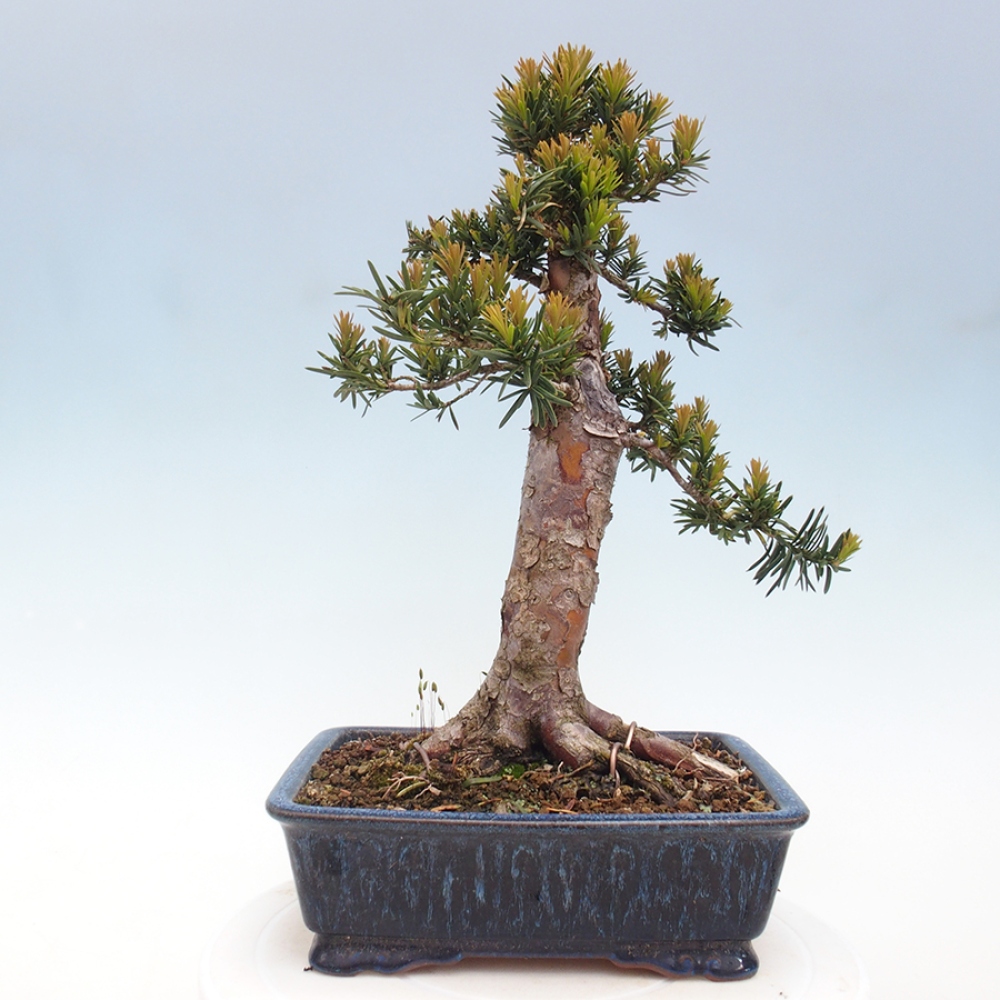 Venkovní bonsai - Taxus cuspidata  - Tis japonský