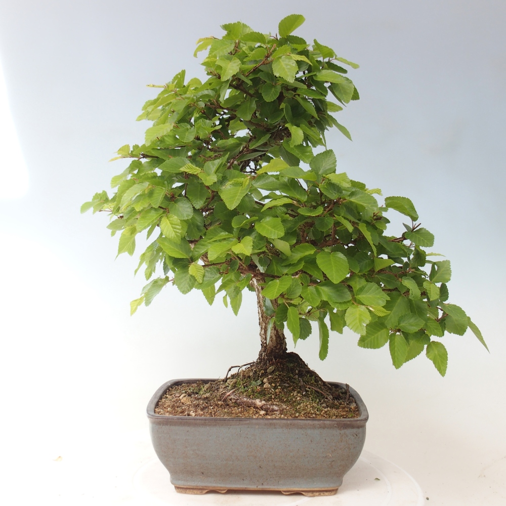 Venkovní bonsai -Carpinus CARPINOIDES - Habr korejský