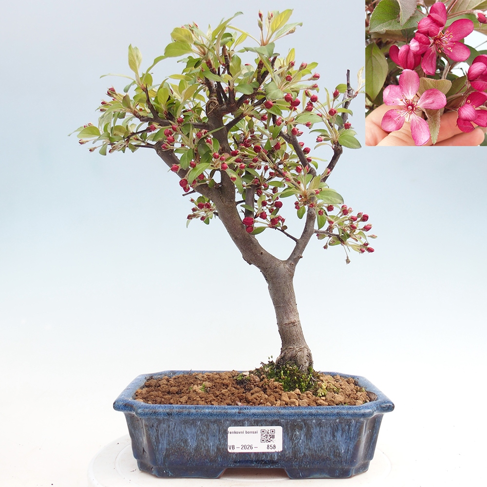 Venkovní bonsai -Malus domestica - Maloplodá jabloň červenolistá