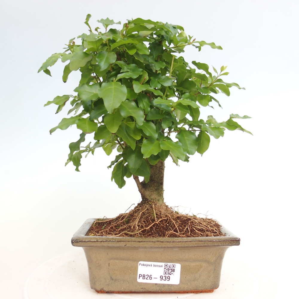 Pokojová bonsai -Ligustrum chinensis - Ptačí zob