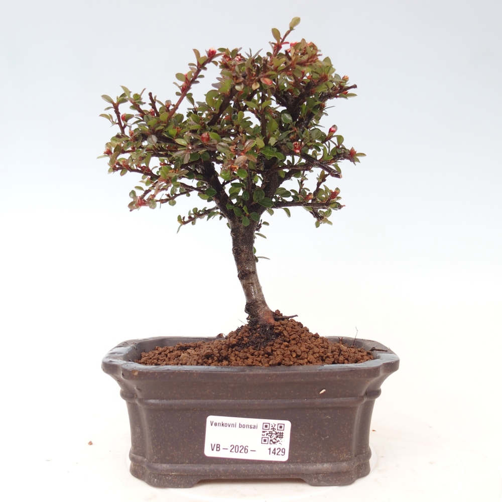 Venkovní bonsai - Cotoneaster horizontalis - Skalník